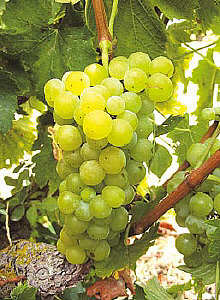 moscato bianco